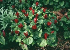 tn_trillium chloropetalum red 2005 10 10